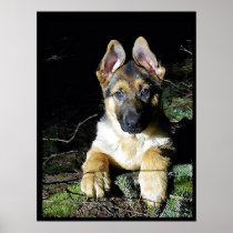 German-Shepherd Puppy Poster