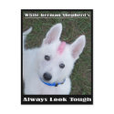 German Shepherd's Always Look Tough postcards