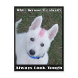 German Shepherd's Always Look Tough postcards