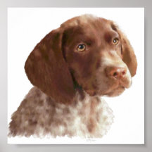 German Shorthair Pointer Puppy Poster