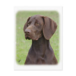 German Shorthaired Pointer AA004D-019 Post Cards