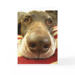 german shorthaired pointer nose greeting card