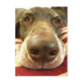 german shorthaired pointer nose postcards