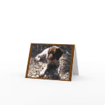 German Shorthaired Pointer Puppy Chillin' cards