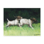 "German Shorthaired Pointer Pups" Postcard