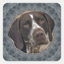 German Shorthaired Pointer Stickers