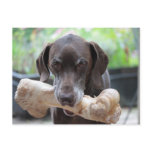 German shorthaired pointer with bone postcards
