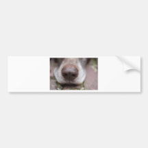 German shorthaired pointers nose bumper stickers
