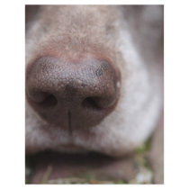 German shorthaired pointers nose flyer design