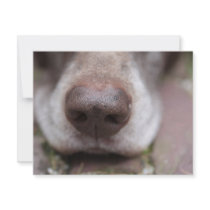 German shorthaired pointers nose custom invitation