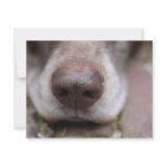 German shorthaired pointers nose invitations