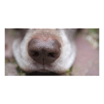 German shorthaired pointers nose picture card