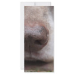 German shorthaired pointers nose rack cards