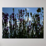 Gerwood's Lavender Garden 2006 posters