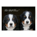 Get Well Soon Bernese mountain dog pups card