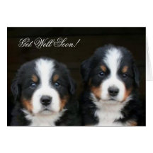 Get Well Soon Bernese mountain dog pups card