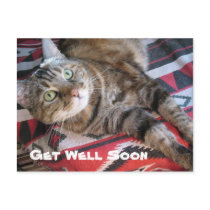 Get Well Soon Cat