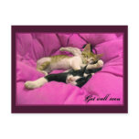 Get well soon - pink kittens postcards