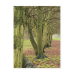 Getting Out Of Line Post Cards