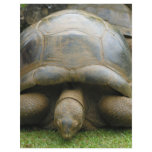 Giant African Tortoise flyers