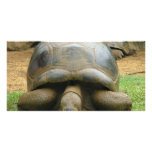 Giant African Tortoise photo cards