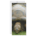 Giant African Tortoise rack cards