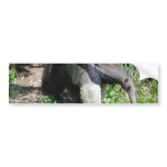 Giant Anteater  Bumper Stickers