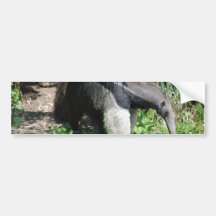 Giant Anteater  Bumper Stickers