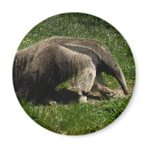 Giant Anteater Refrigerator Magnets