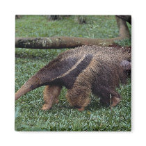 Giant anteater (Myrmecophaga tridactyla) Magnet