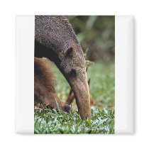Giant anteater (Myrmecophaga tridactyla) Fridge Magnet