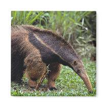 Giant anteater (Myrmecophaga tridactyla) Refrigerator Magnet