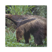 Giant anteater (Myrmecophaga tridactyla) Refrigerator Magnet