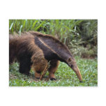 Giant anteater (Myrmecophaga tridactyla) Post Cards