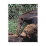 Giant anteater (Myrmecophaga tridactyla) Postcard