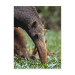 Giant anteater (Myrmecophaga tridactyla) Post Cards