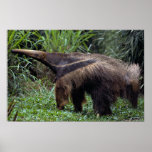 Giant anteater (Myrmecophaga tridactyla) posters