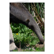 Giant Anteater Photo Greeting Card