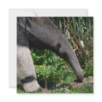 Giant Anteater Photo Invitations