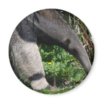 Giant Anteater Photo Magnet
