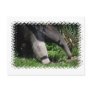 Giant Anteater Photo Postcard