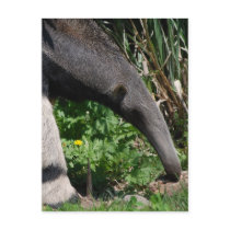 Giant Anteater Photo Postcard
