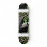 Giant Anteater Photo Skateboard