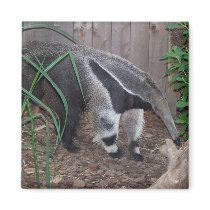 Giant Anteater Photo Square Magnet