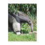 Giant Anteater  Postcard