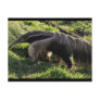 Giant Anteater Postcard