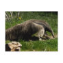 Giant Anteater Postcard