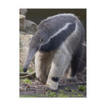 Giant Anteater Postcard