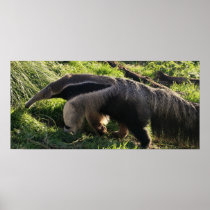 Giant Anteater Poster Print