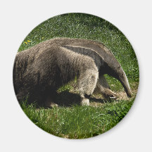 Giant Anteater Refrigerator Magnets